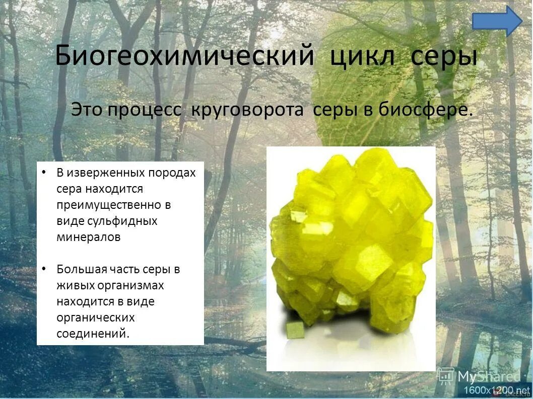 нахождение серы в природе. сера находится. нахождение серы в природе. сера / sulfur (s). сера в природе самородная сульфидная и сульфатная сера.