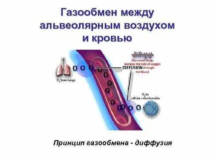 Обмен газов между