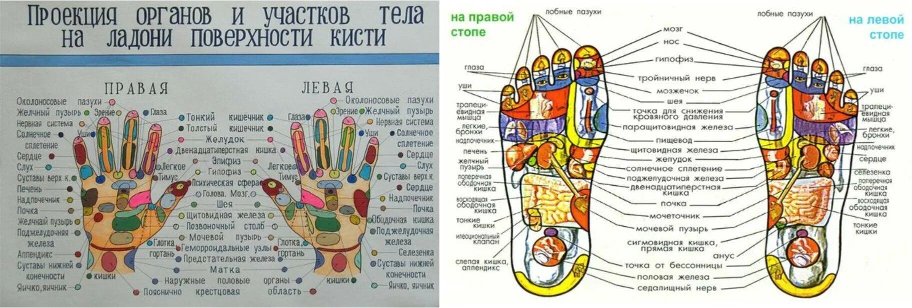 Точки на пальцах что значат. Акупунктурные точки на ладони. Су Джок акупунктурные точки на ногах. Точки на руках отвечающие за органы тела человека в массаже. Проекция акупунктурных точек на ладони.