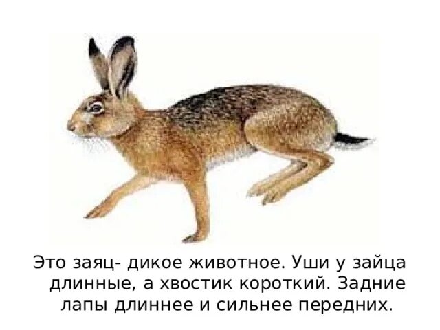 У зайца есть уши. Заяц с длинным хвостом. хвост зайца длина. заяц на задних лапах. передние лапы зайца.