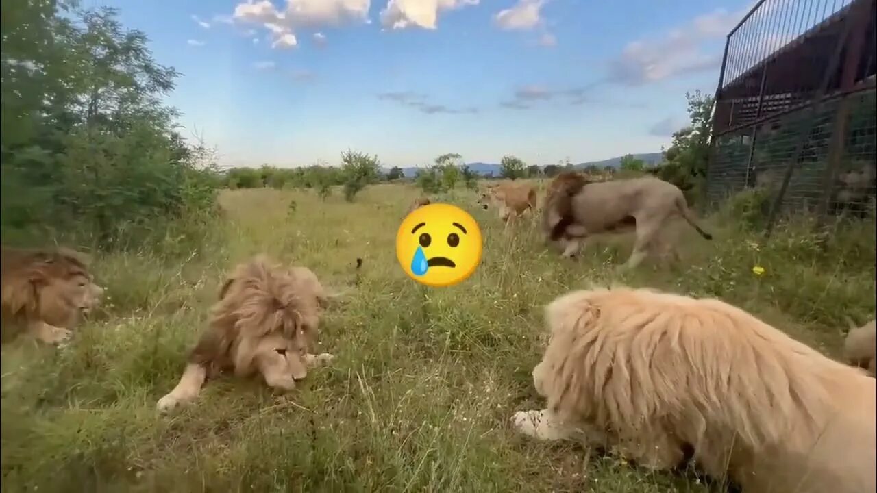 Тайган последние видео сегодня с татьяной алексагиной. Тайган сафари парк. Парк Львов Тайган. Кормление Львов в парке Тайган.