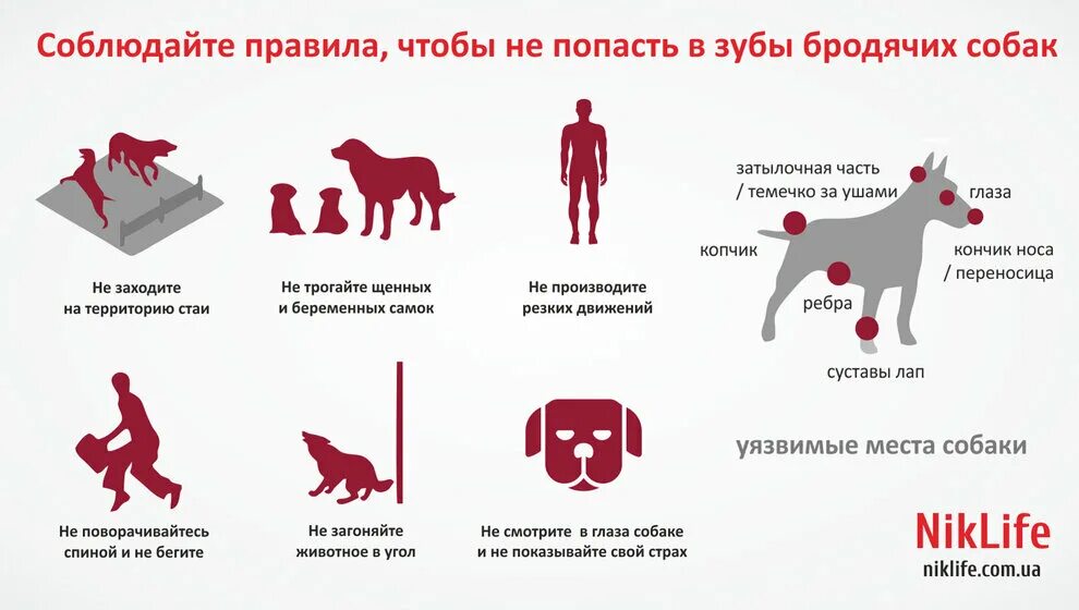 Памятка при нападении собаки. Памятки от бездомных собак. Уязвимые места собаки. Бездомные собаки памятка.