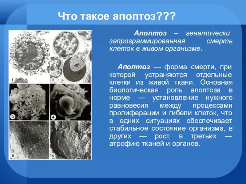 Апоптоз это в биологии 10 класс. Некроз отмирание клеток. Апоптоз клетки. Смерть клетки апоптоз.