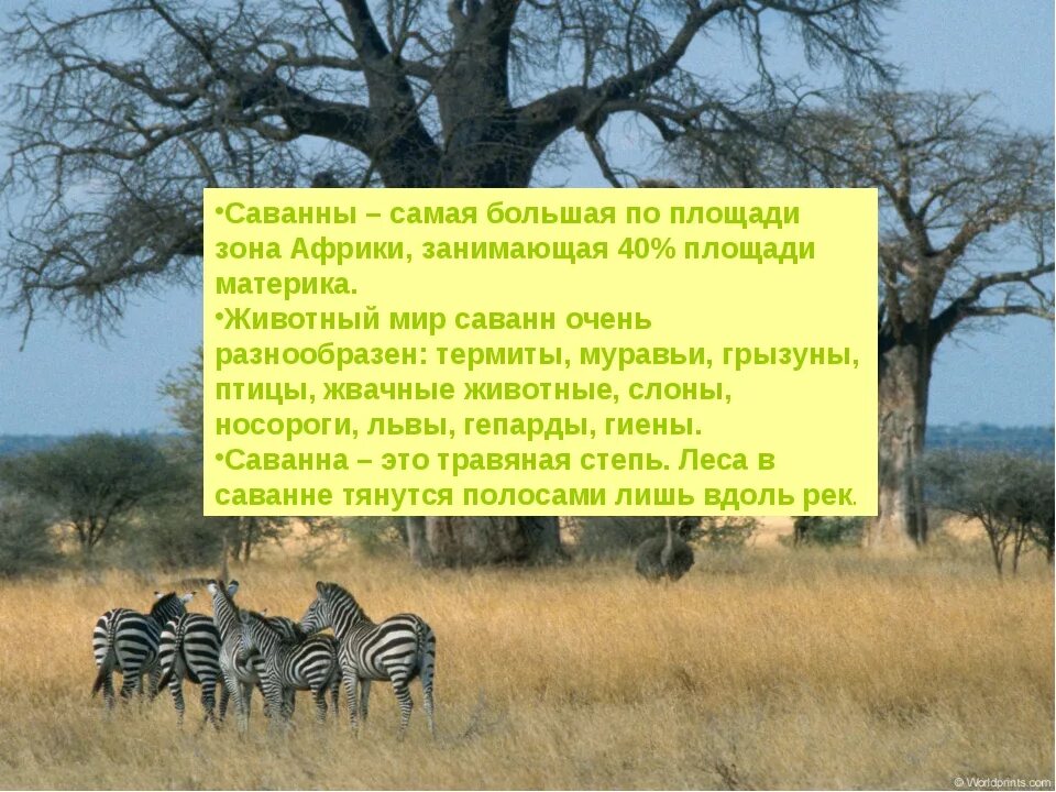 Природная зона занимающая 40 материка. Растительный и животный мир саванны. Факты о саванне. Саванна это кратко. Животный мир саванн очень разнообразен.