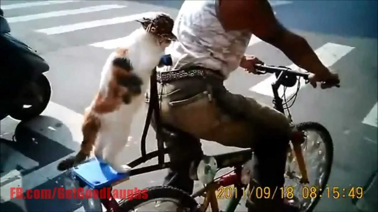 Кот едет на велосипеде. Кот велосипедист. котик на велосипеде. два кота на велосипеде. велосипед koshka.