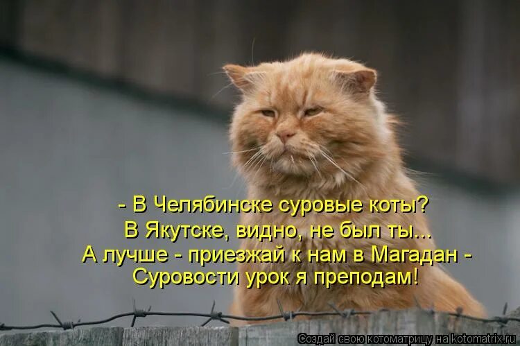 Свобода нас встретит радостно у входа. Челябинские коты. суровый кот васька. суровый челябинский кот. свобода коты.