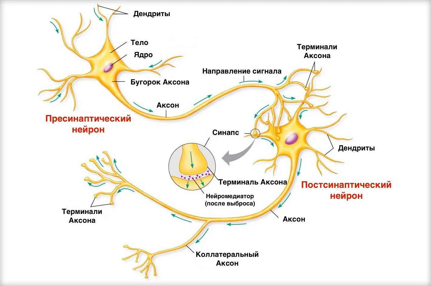 Осуществляет связь между нейронами какой нейрон. Строение нейрона и синапса. Строение нервной клетки синапс. Нейроны головного мозга строение. Строение нейрона коллатерали.