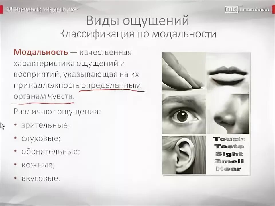 Ощущение 9. Ощущения по модальности. виды ощущений по модальности. какой вид ощущений имеет четыре основные модальности?. какой характер имеет ощущение.