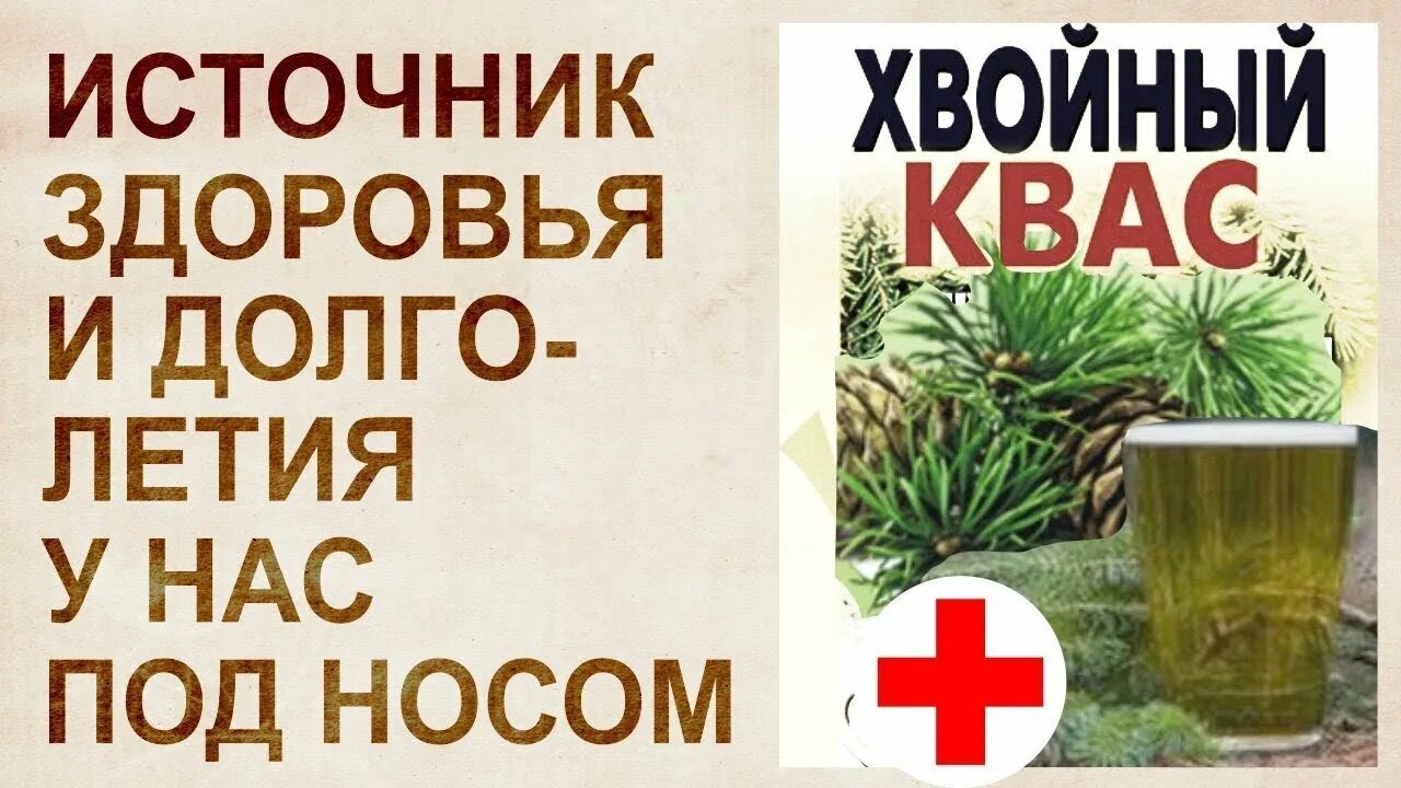 Хвойное здоровье. Хвойный квас. Хвойный квас чудо бальзам для здоровья и долголетия. Хвойный квас на медной воде. Квас из сосновых иголок.