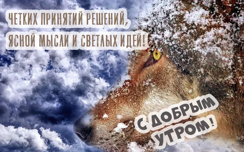 Доброе утро волк. Доброе утро от волка. Волк утро. Добрый волк. С добрым утром волчонок.