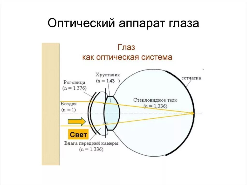 3 оптическая система глаза. Строение и функции оптической системы глаза физиология. Оптическая структура глаза строение и функции. Оптическая система глаза светопроводящий аппарат. Строение и функции оптической системы глаза.