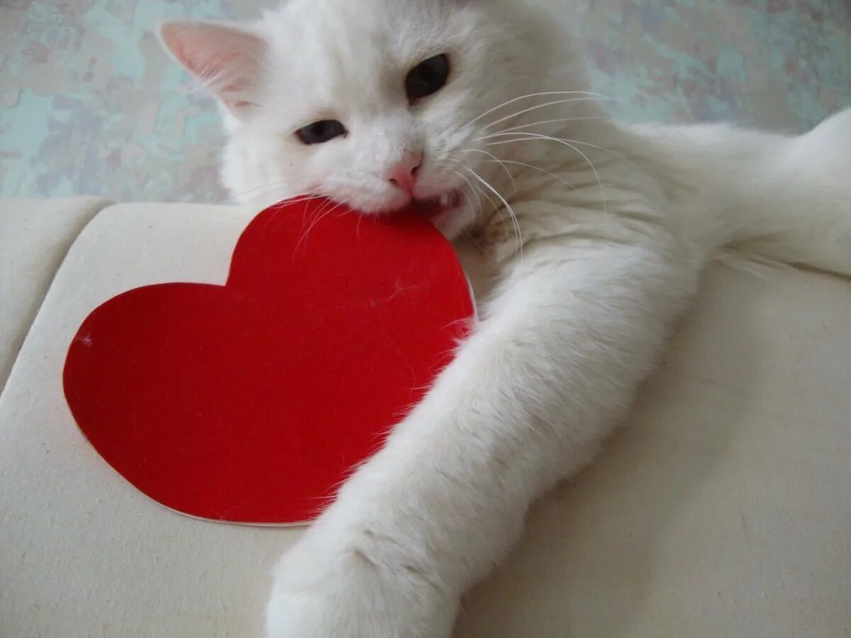 Кот с сердечком. Котики с сердечками. милые коты с сердечками. кошка с сердечком. кошечка с сердечком.