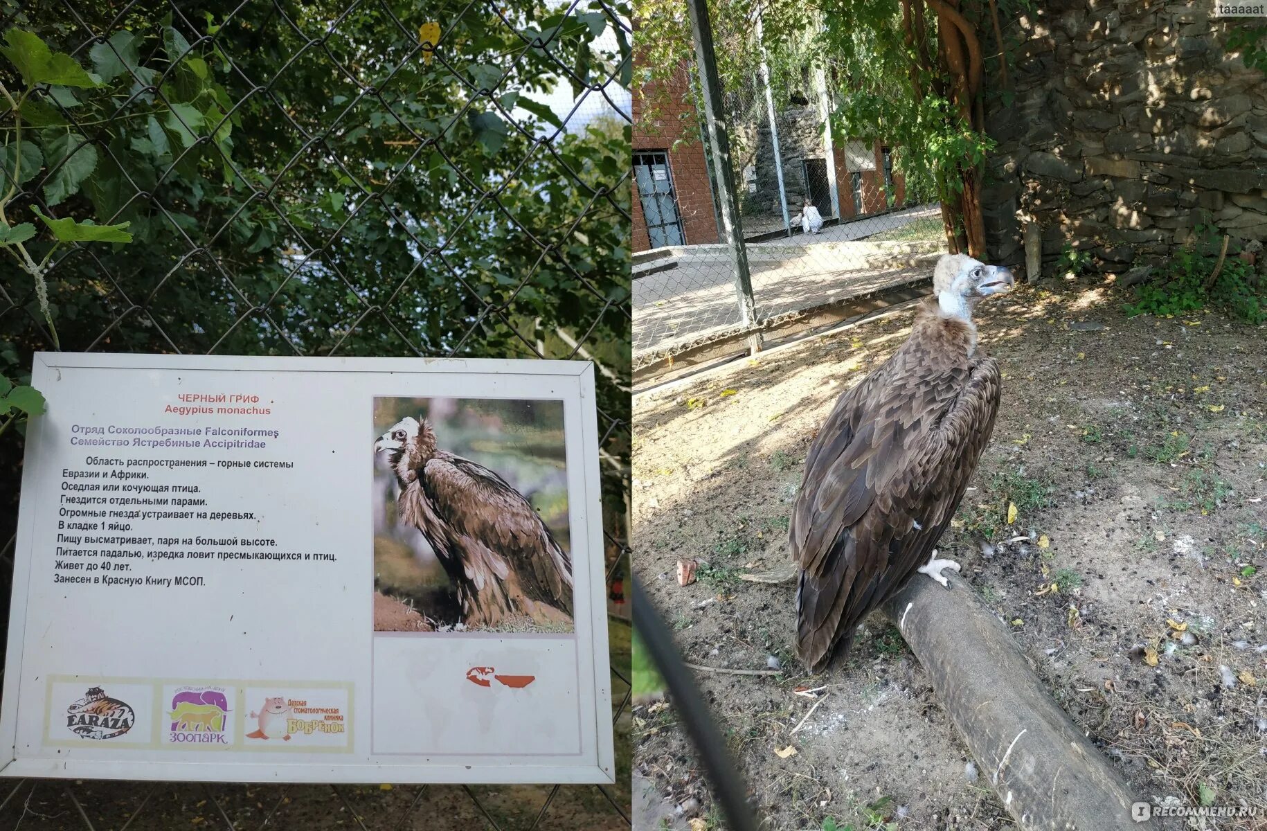 Сколько стоит зоопарк в ростове. План Ростовского зоопарка. Животные зоопарка Ростова на Дону. Ростовский зоопарк режим работы. Ростовский зоопарк информация.