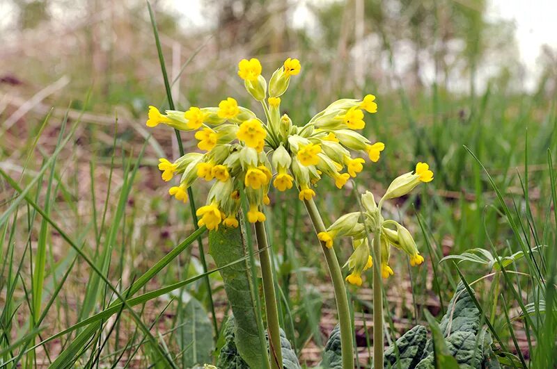 Первоцвет весенний (primula veris). Первоцветы средней полосы фото. Луковичные первоцветы хионодокса. Первоцветы подснежники уральский. Печеночница дубравная.