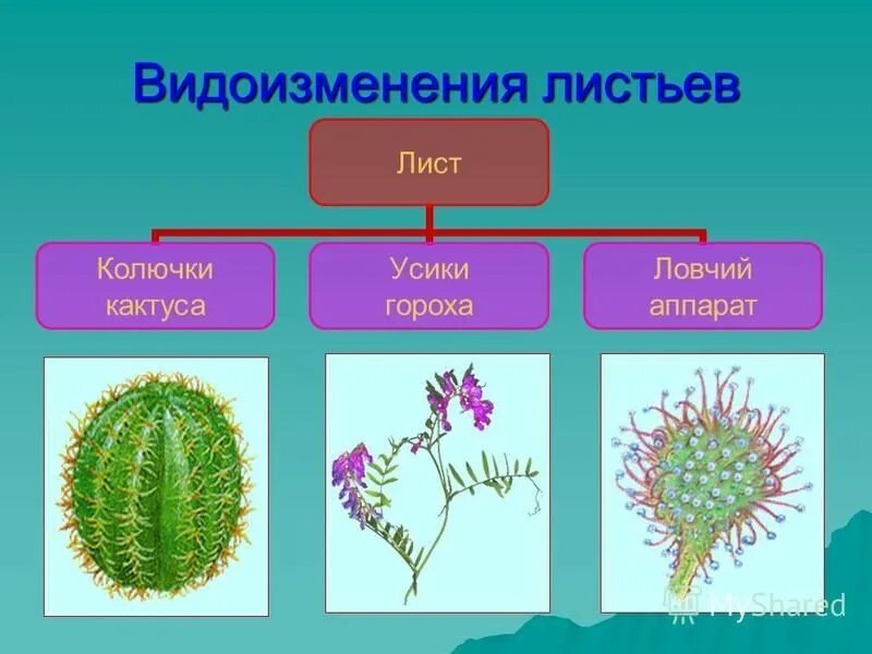 Побегом называют стебель расположенный на нем