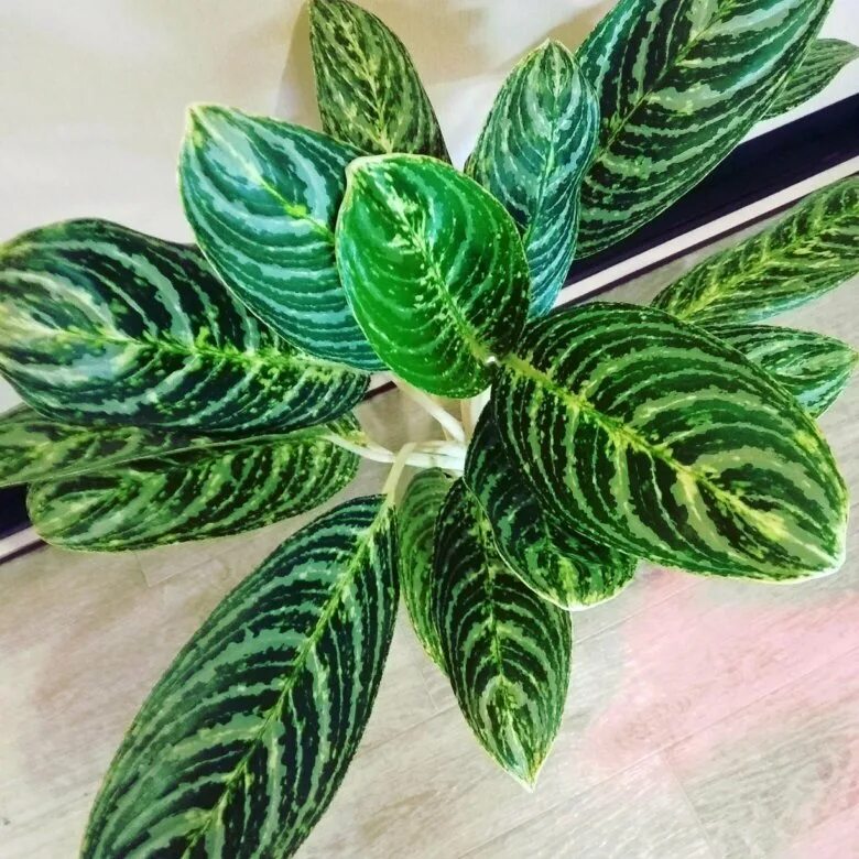 аглаонема фил грин. аглаонема грин сан. аглаонема грин сан. аглаонема green sun. аглаонема грин сан различие.