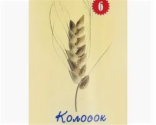 Колосок 6