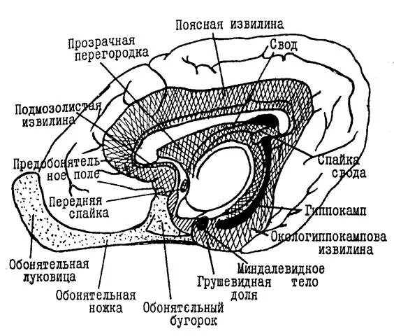 Обонятельный мозг сводчатая извилина. Структуры центрального отдела обонятельного мозга. Обонятельный мозг анатомия Центральный отдел. Обонятельный бугорок мозга.