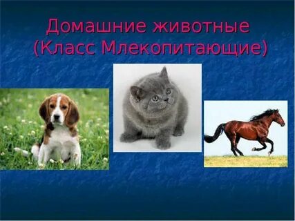 Презентация про животных 4 класс