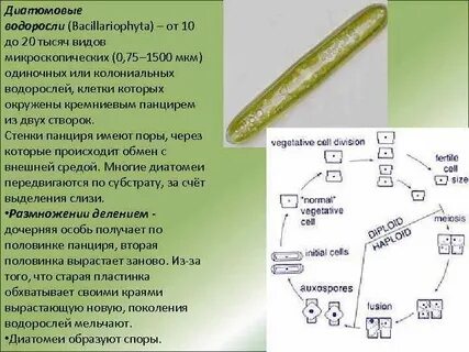 Диатомовые водоросли особенности