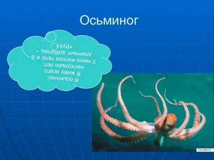 Осьминоги интересные факты
