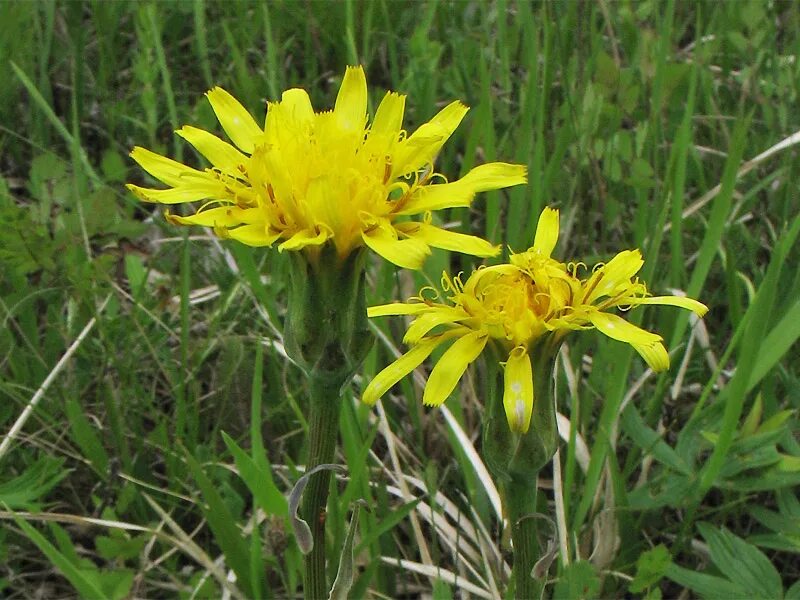 козелец испанский (scorzonera hispanica). козелец рупрехта (scorzonera ruprechtiana). козелец низкий (scorzonera humilis l. козелец. скорцонера растение.