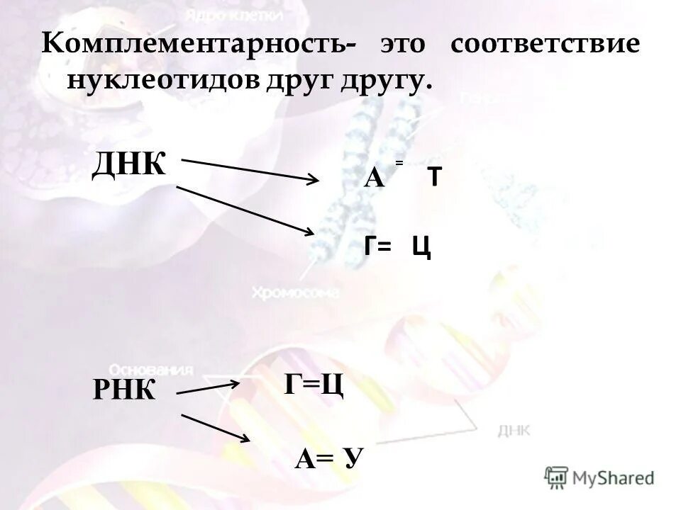 А т ц г рнк. Комплементарность нуклеотидов ДНК И РНК. Принцип комплементарности ДНК И РНК. Комплементарность нуклеотидов ДНК. Комплементарность нуклеотидов РНК.