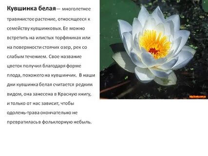 Кувшинка красная книга почему