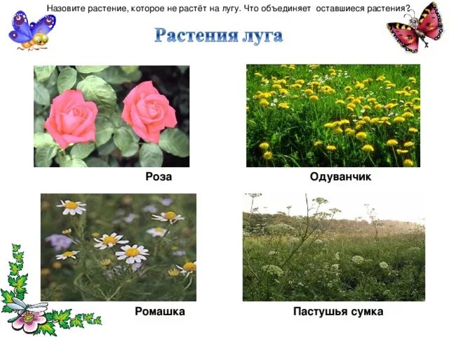 Какие из растений нельзя увидеть на лугу. Какие из растений нельзя увидеть на лугу