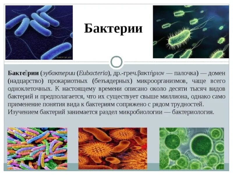 Презентация о бактерии бацилла 5 класс. Реферат на тему бактерии 5 класс биология. Презентация по биологии на тему бактерии. Доклад по бактериям