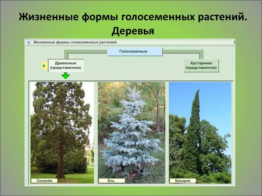 Жизненные формы голосеменных растений примеры В чем преимущество голосеменных растений перед споровыми Вопросы и ответы