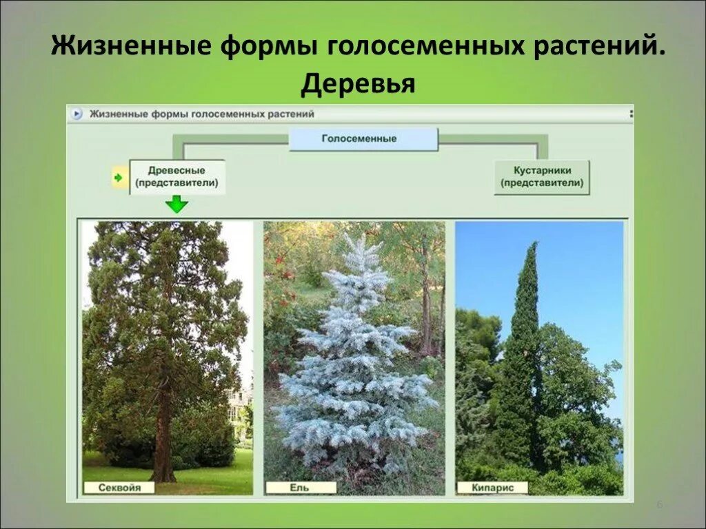 Жизненные формы отдела голосеменных. Голосеменные растения жизненные формы деревья. Жизненные формы голосеменных растений. Жизненные формы голосеменных растений 6 класс. Жизненные формы голосеменных растений 5 класс.