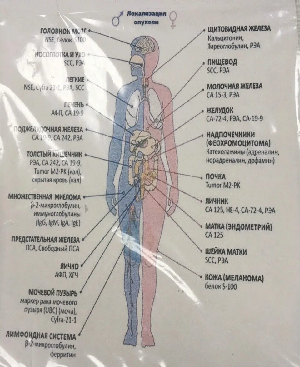 Онкомаркеры по органам. Женщина онкомаркер профилактика