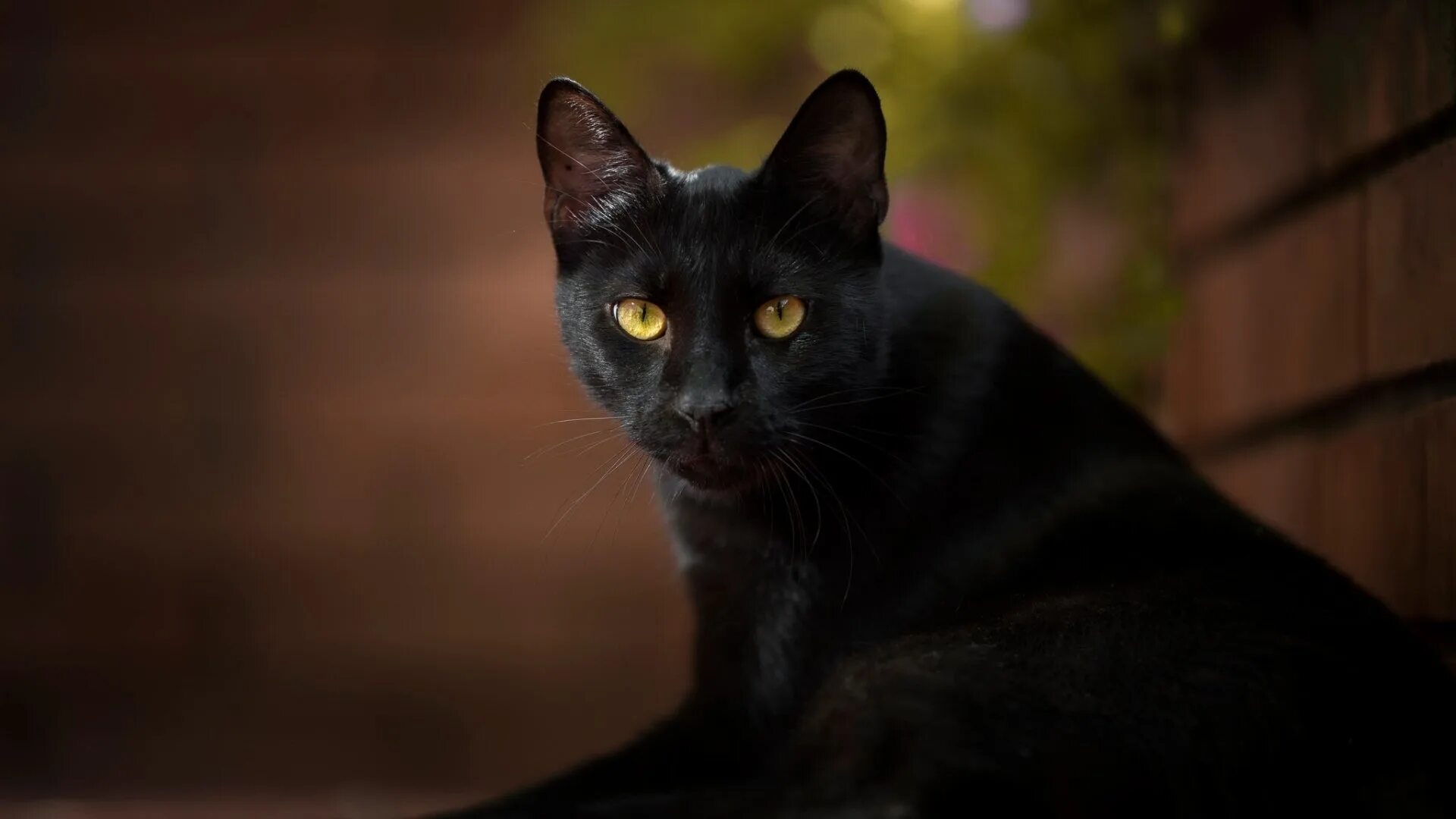 Кошка Гавана черная. Кот Ориентал черный. Бурманская кошка черная. Бомбейская кошка. Черные кошки 10