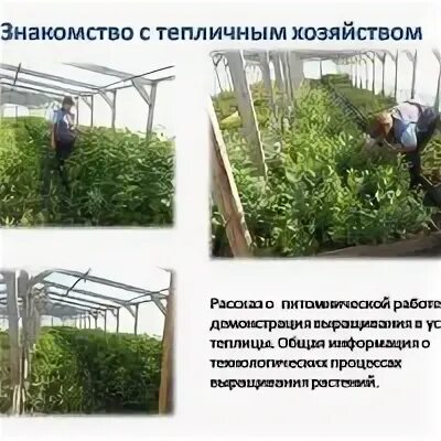 Калачинск сад