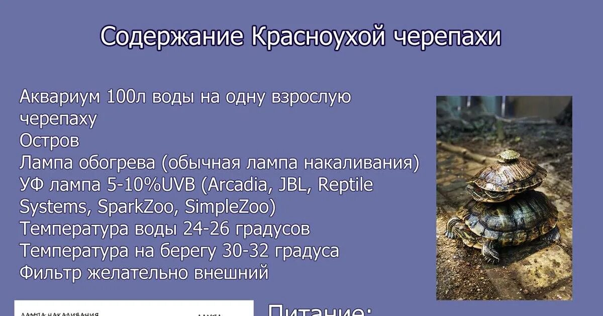 Чем можно кормить красноухую