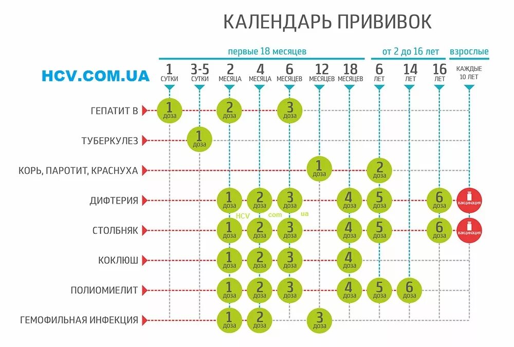 Первая прививка котенку возраст. Вакцинация кота график прививок. График вакцинации котят до года. График прививок для котят. Прививки котенку до года таблица.