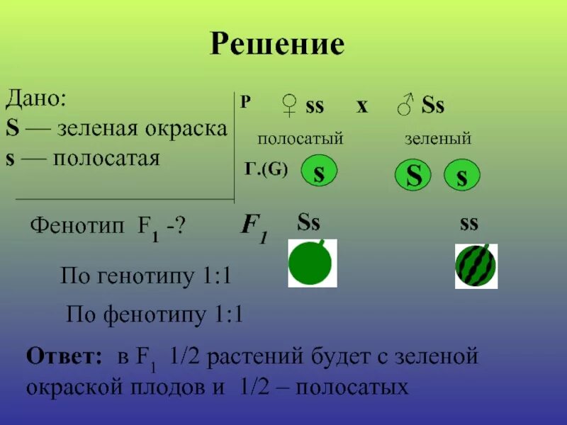 Определить возможные генотипы и фенотипы