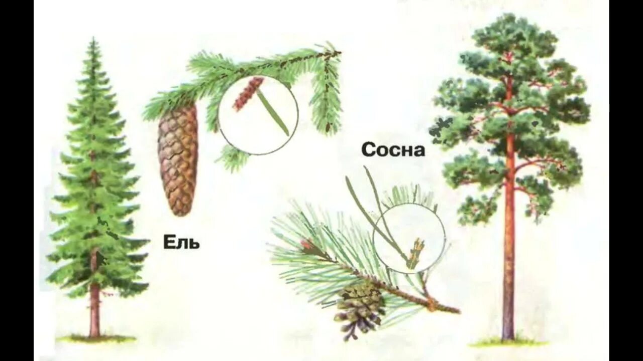 Хвойники ель и сосна. Хвоинки и шишки окружающий мир 1 класс. Хвоинки и шишки хвойных деревьев окружающий мир 1 класс. Ель шишки и хвоинки окружающий мир 1 класс. Рассмотрите дерево поближе и вы заметите