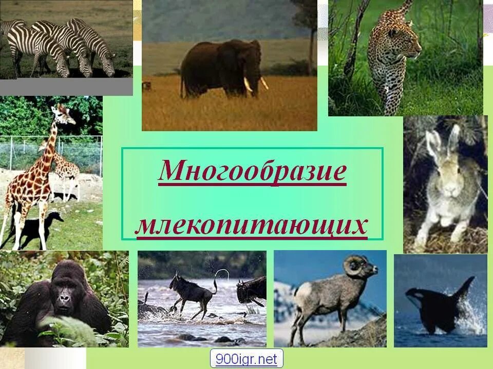5 млекопитающих животных. Многобразиемлекопитающих. разнообразие млекопитающих. многообразие млекопитающих отряды. класс млекопитающие многообразие.