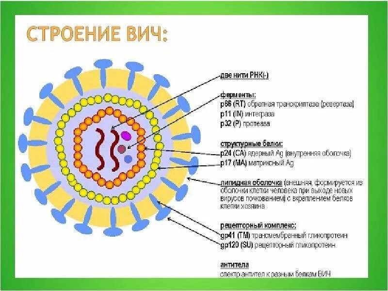 Белки вич. Строение вириона ВИЧ инфекции. Строение вируса ВИЧ. Структура вируса ВИЧ. Вирус иммунодефицита человека строение.