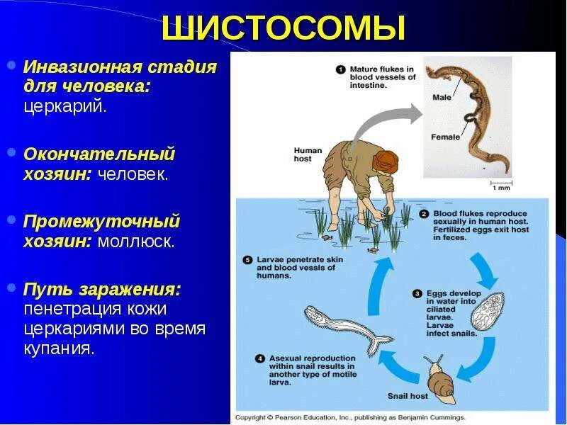 Schistosoma haematobium инвазионная стадия. Промежуточные хозяева шистосом. Шистосома окончательный хозяин.