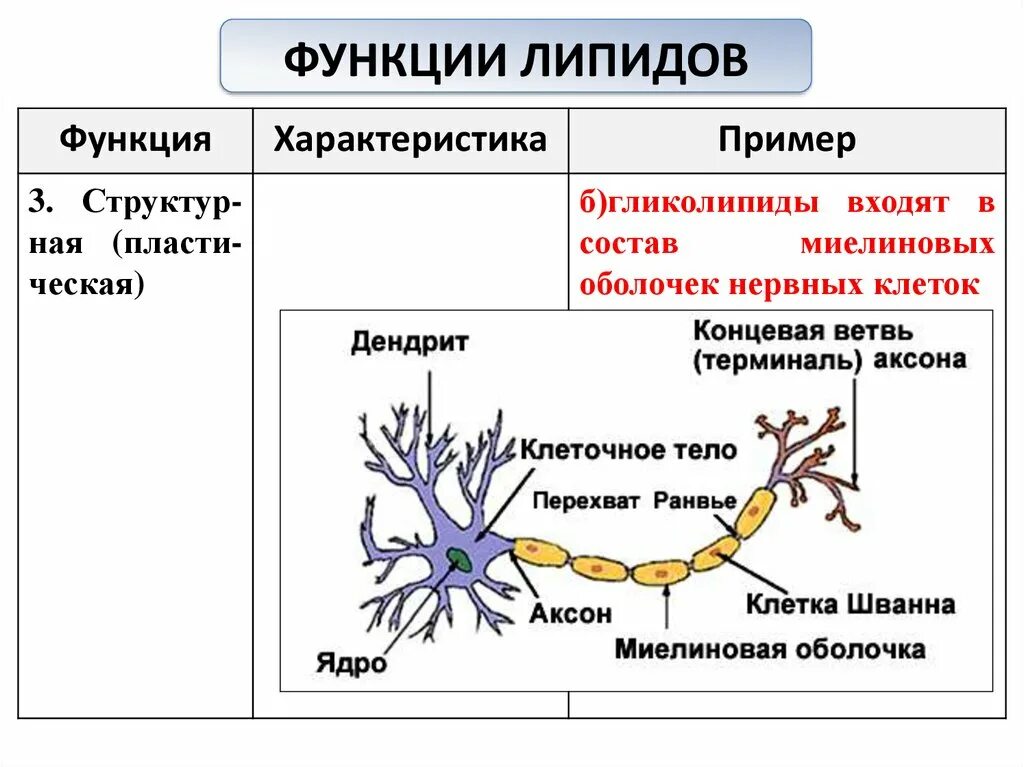 Функции липидов и углеводов 10 класс. Липиды характеристика и функции. Функции липидов биология 10 класс. Структурная функция липидов пример. Липиды входят в состав клеток