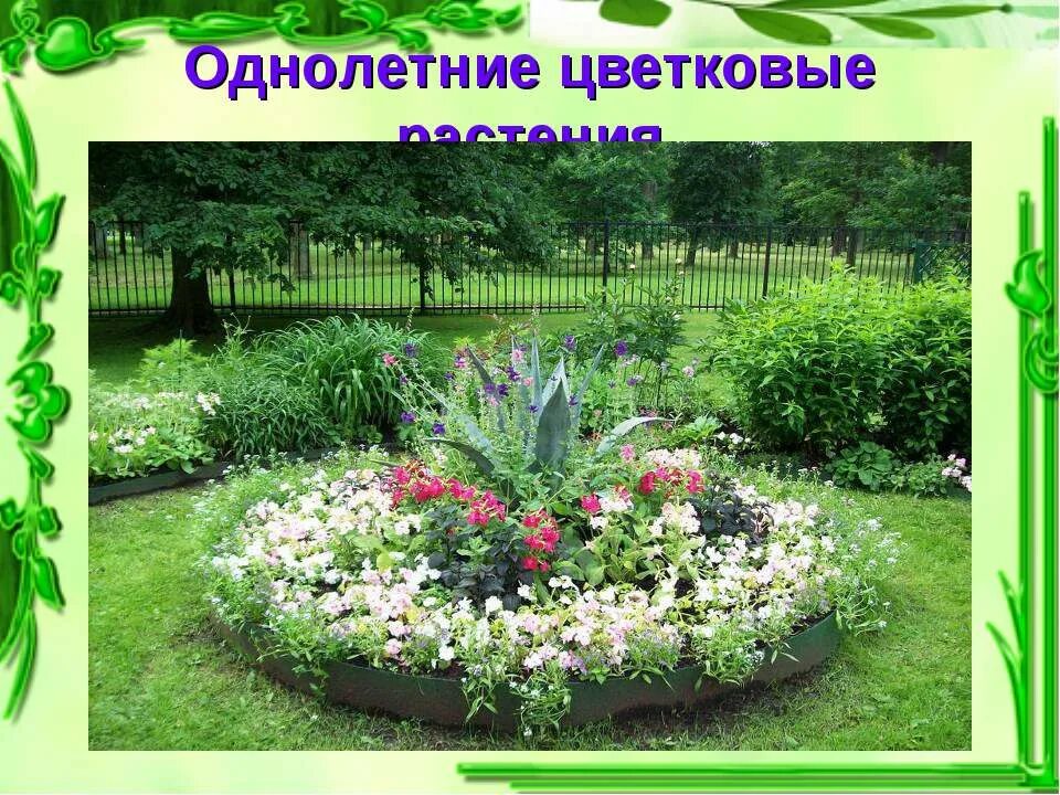 Растения города декоративное цветоводство сообщение 7 класс. Проект на тему декоративное цветоводство. цветоводство презентация. однолетние цветковые растения. презентация на тему цветоводство.