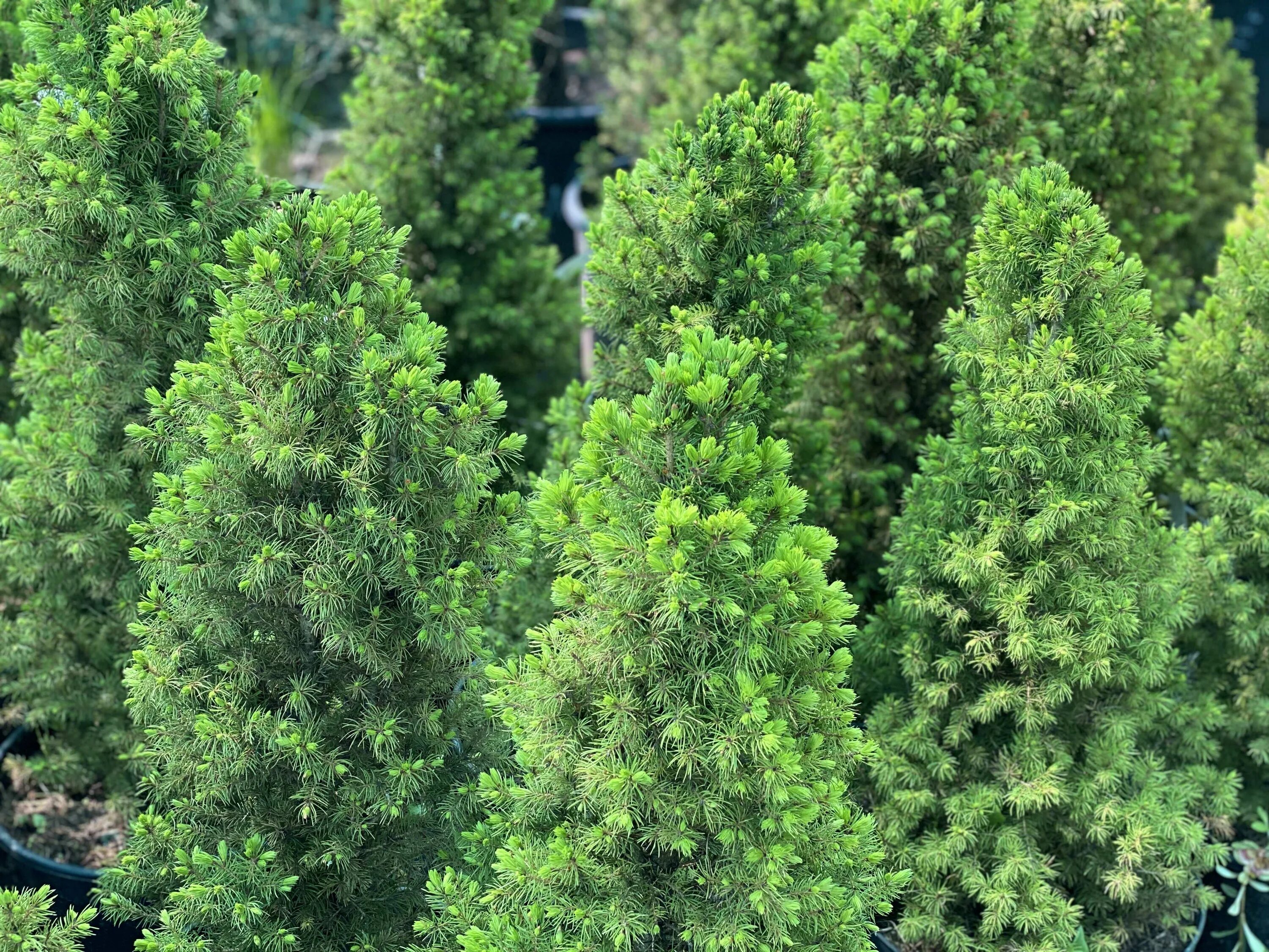 Ель канадская коника 3. Ель глаука коника. Ель канадская глаука коника. Ель сизая/канадская conica. Ель коника морозостойкость.