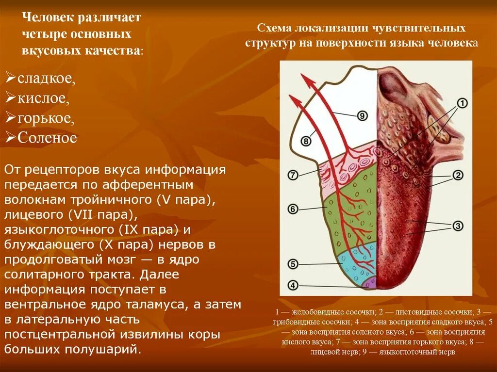 На кончике языка расположены рецепторы чувствительные к. Зоны языка вкусовые рецепторы. Строение языка вкусовые. Вкусовые рецепторы на языке. Рецепторы языка человека.