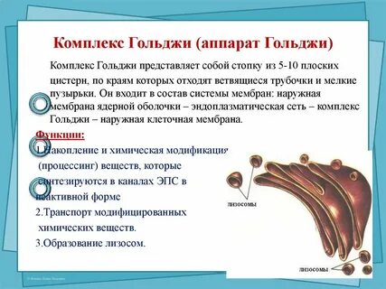 Строение и функции аппарата гольджи и лизосом