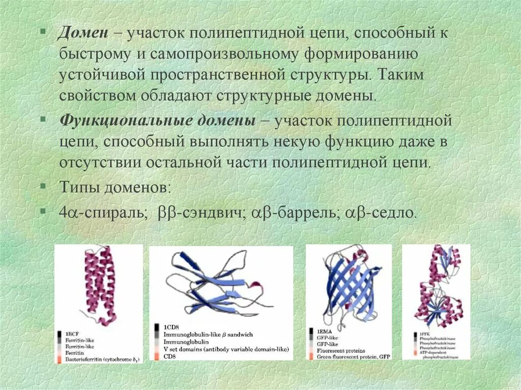 Доменная структура белков. Домен это биохимия. Структурные домены. Доменная структура белков биохимия. Домен доменные белки