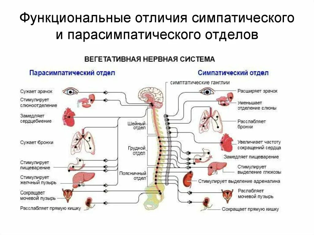 Нервный отдел и функции парасимпатической. Парасимпатическая нервная система. Симпатическая и парасимпатическая нервная система таблица. Парасимпатическая НС функции. Схема симпатической и парасимпатической нервной системы.