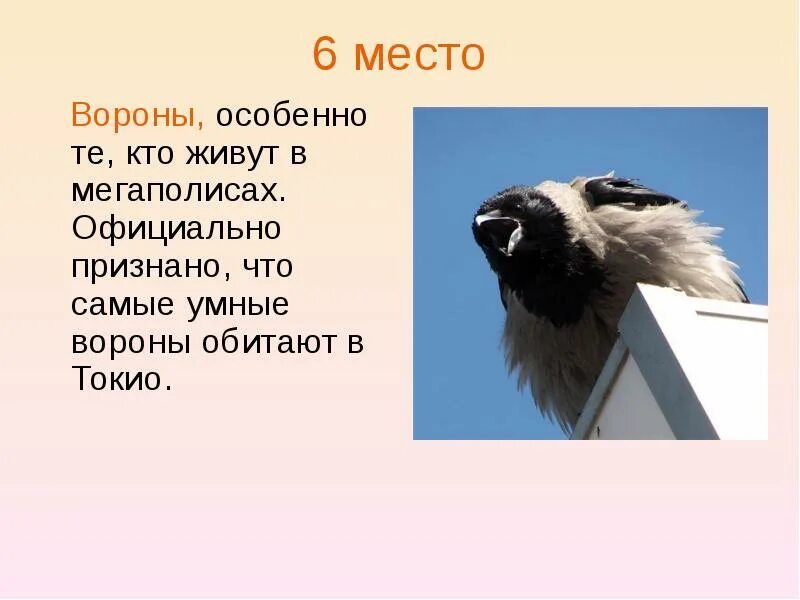 Почему животные умные. Самые умные животные топ. топ самых умных животных в мире.